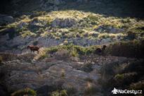 Formentor